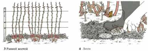 Как обрезать малину весной, как обрезать