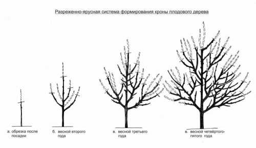 Правильно обрезать яблоню весной правильно, схемы