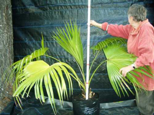 Как ухаживать за пальмами