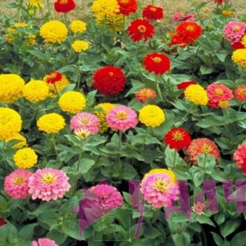 Среди низкорослых сортов серебристой целлозии, флокса, крестовника, лобелии, незабудки есть теневыносливые экземпляры, но большинству нужно много света