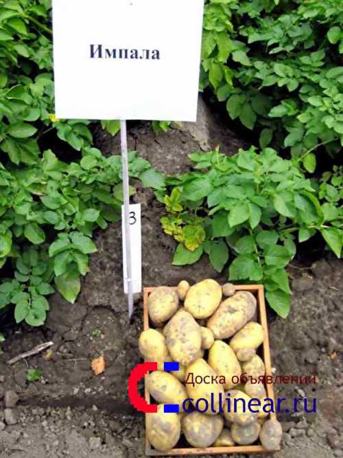 Особенности картофеля сорта Импала: