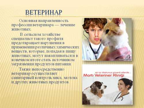 Профессия ветеринара