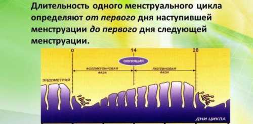 Продолжительность менструального цикла