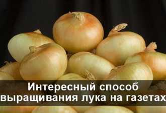 Такой ядреный раствор не только подкормит, но и отпугнет луковую муху