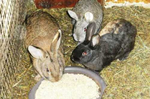 Чем кормить кролика зимой